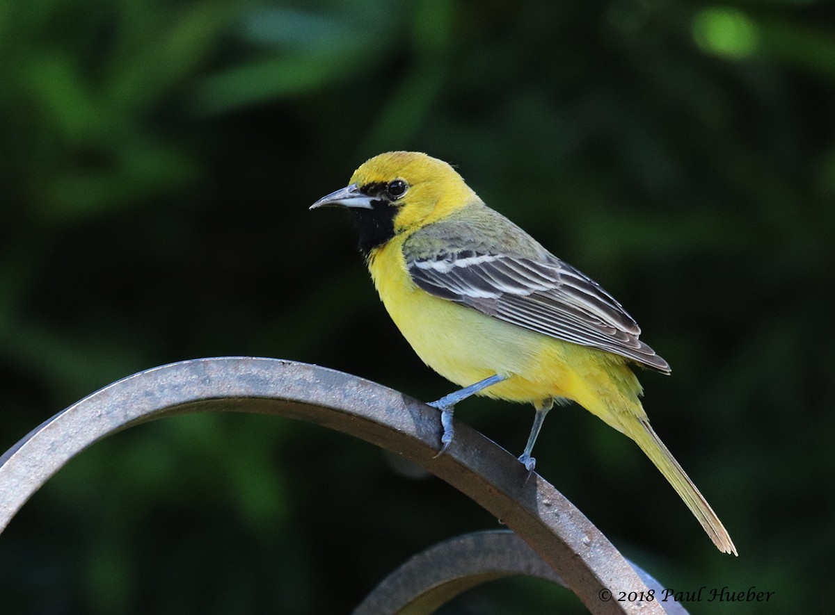 Orchard Oriole - ML94917901