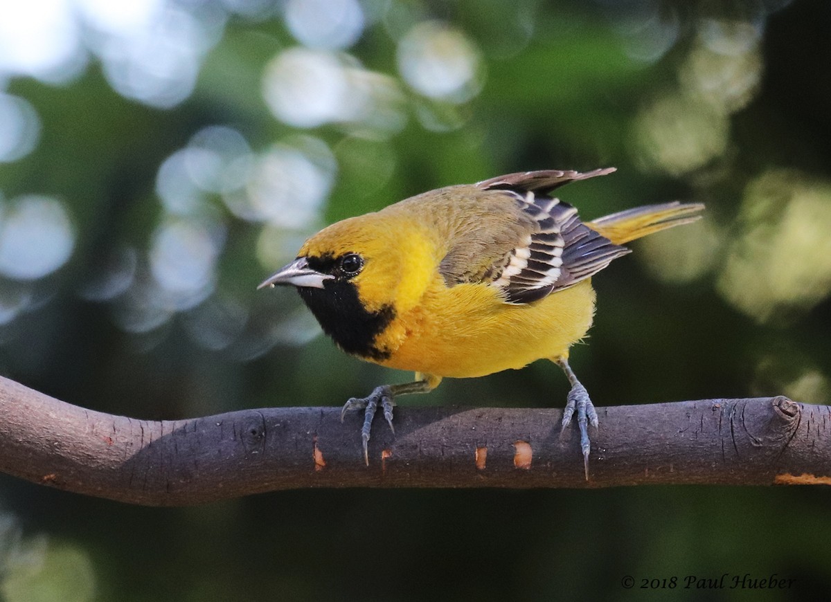 Orchard Oriole - ML94917931