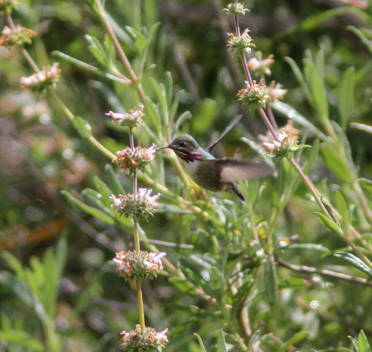 Calliope Hummingbird - ML94919201