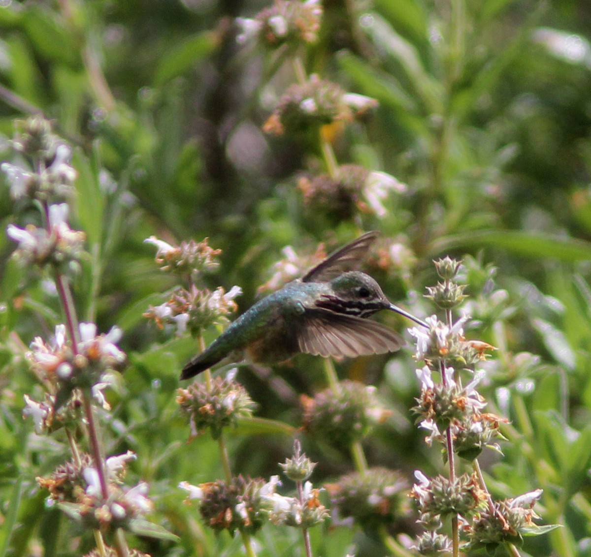 Calliope Hummingbird - ML94919221