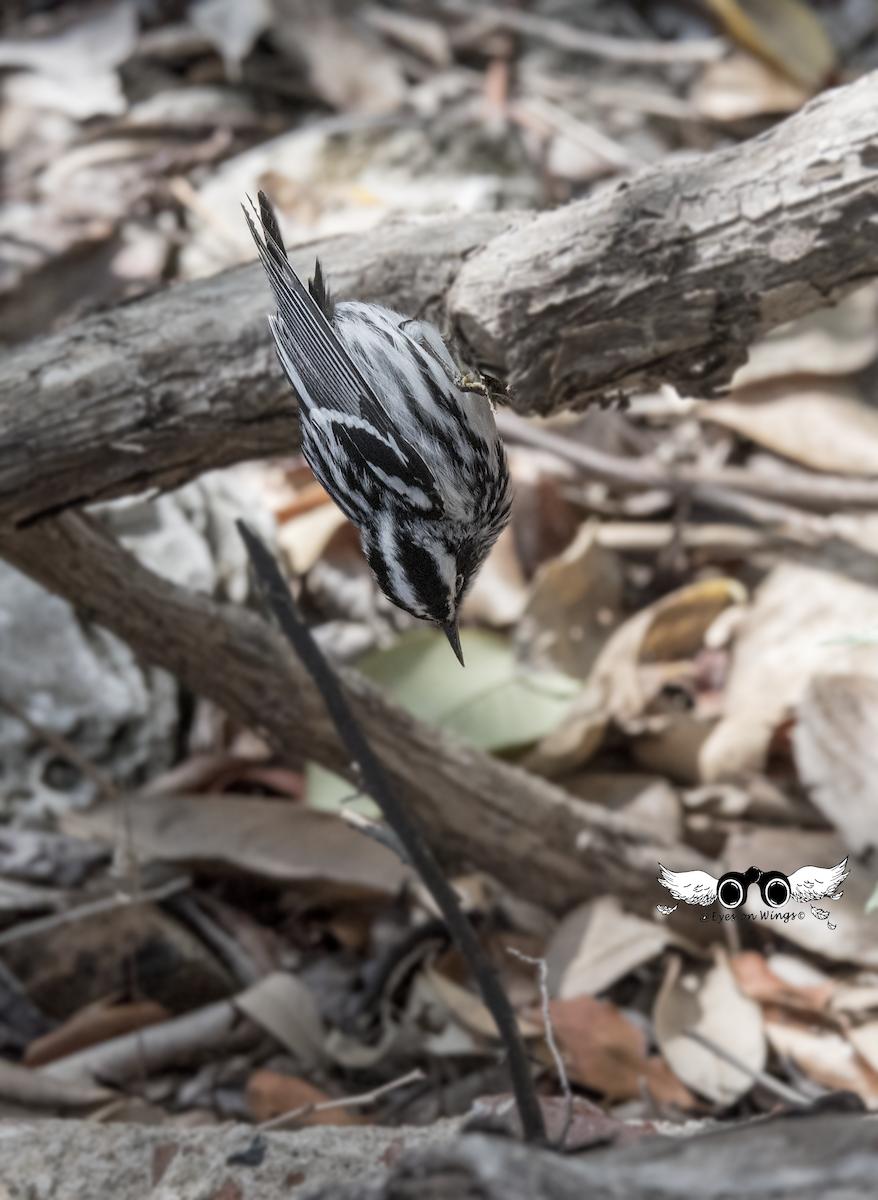 Black-and-white Warbler - Cindy Groff