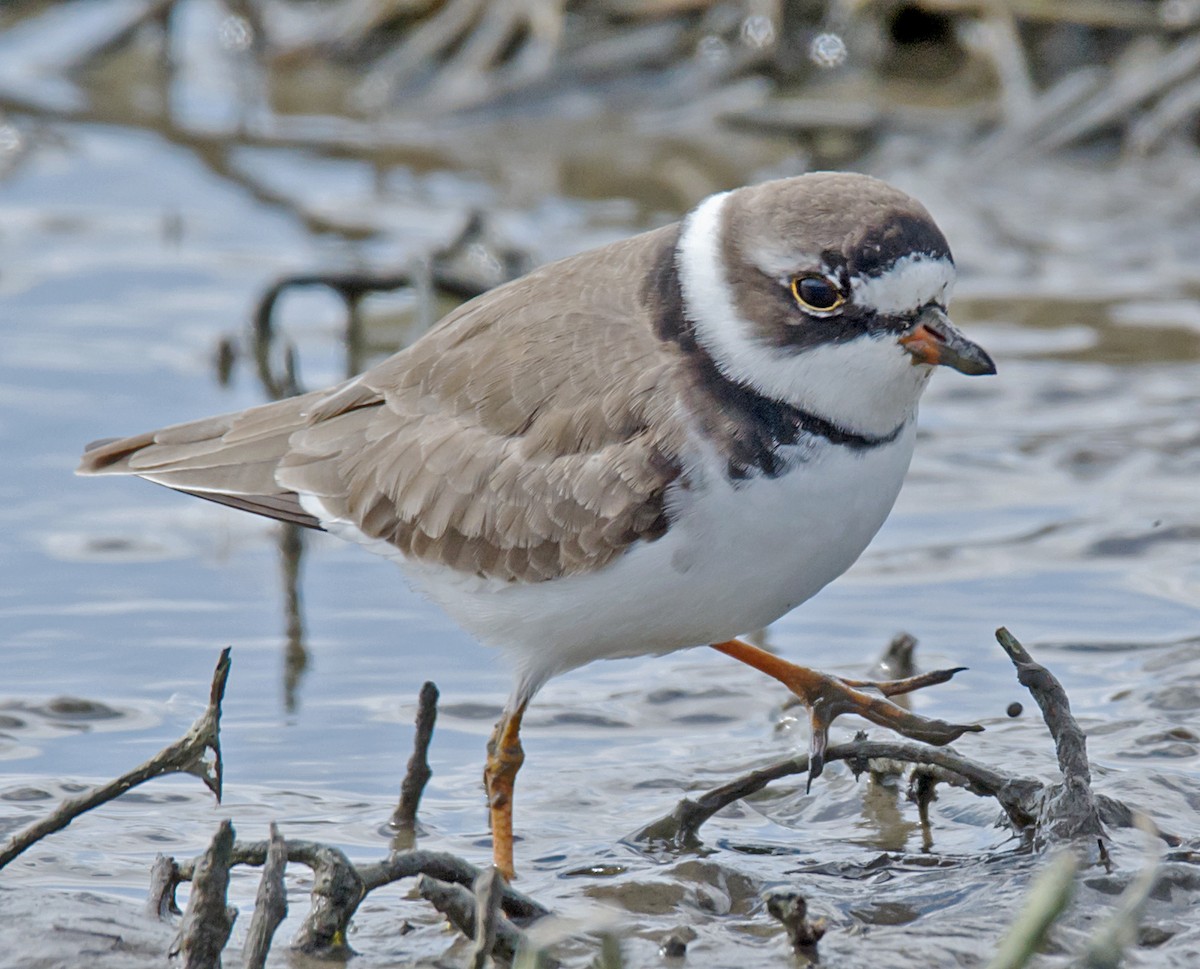 Semipalmated Plover - ML94921051
