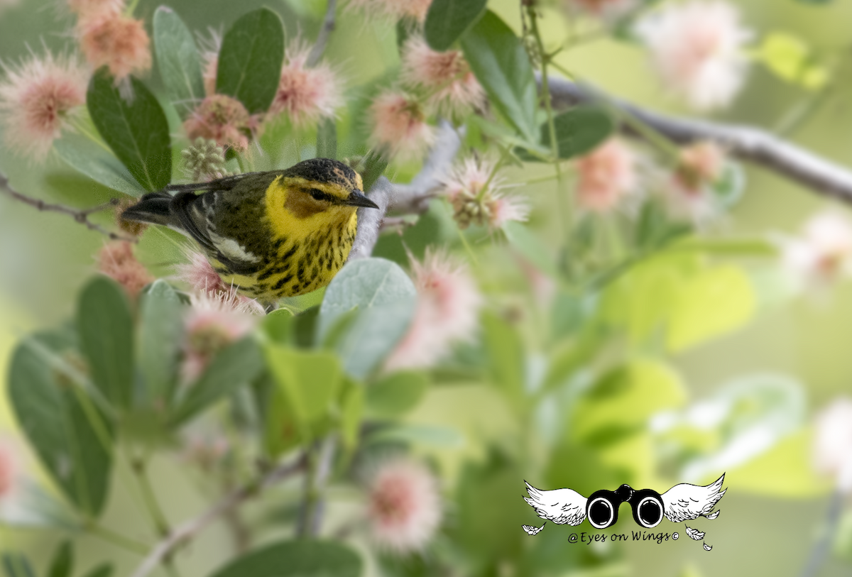 Cape May Warbler - Cindy Groff