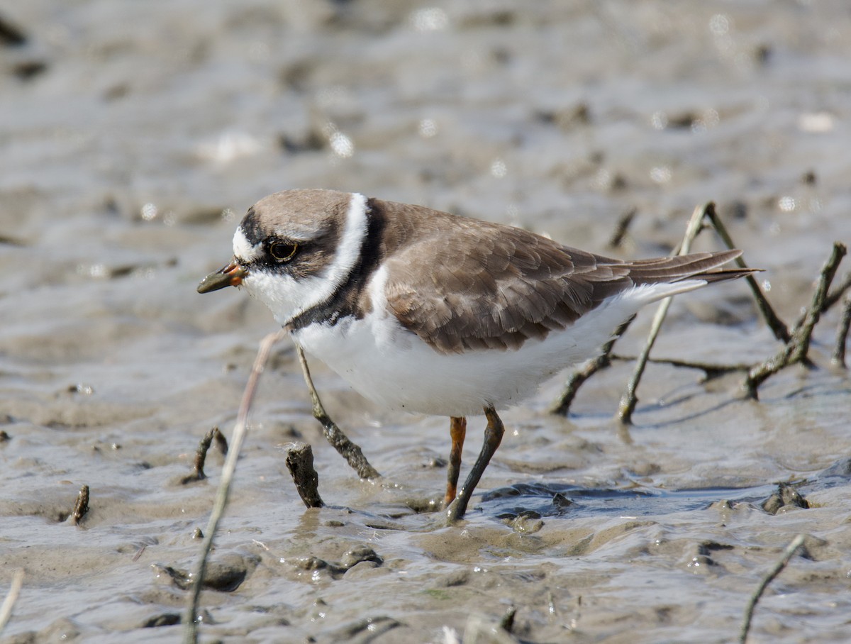 Semipalmated Plover - ML94921551