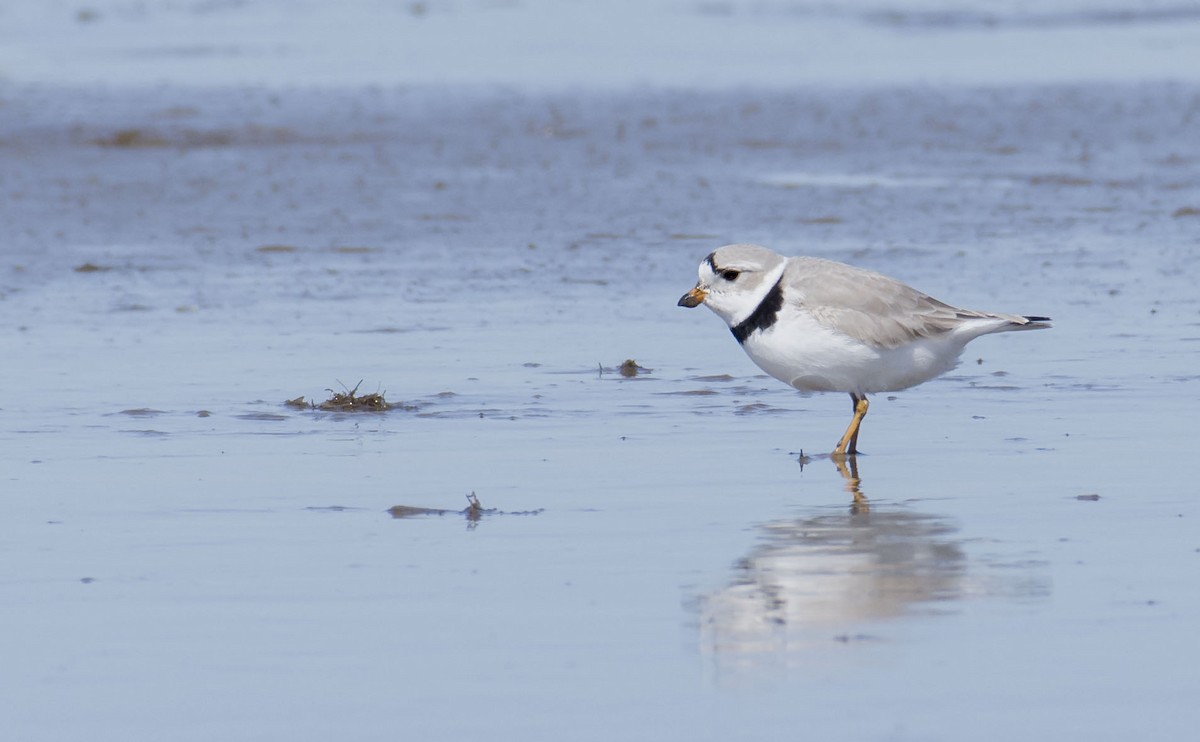 Piping Plover - Marky Mutchler