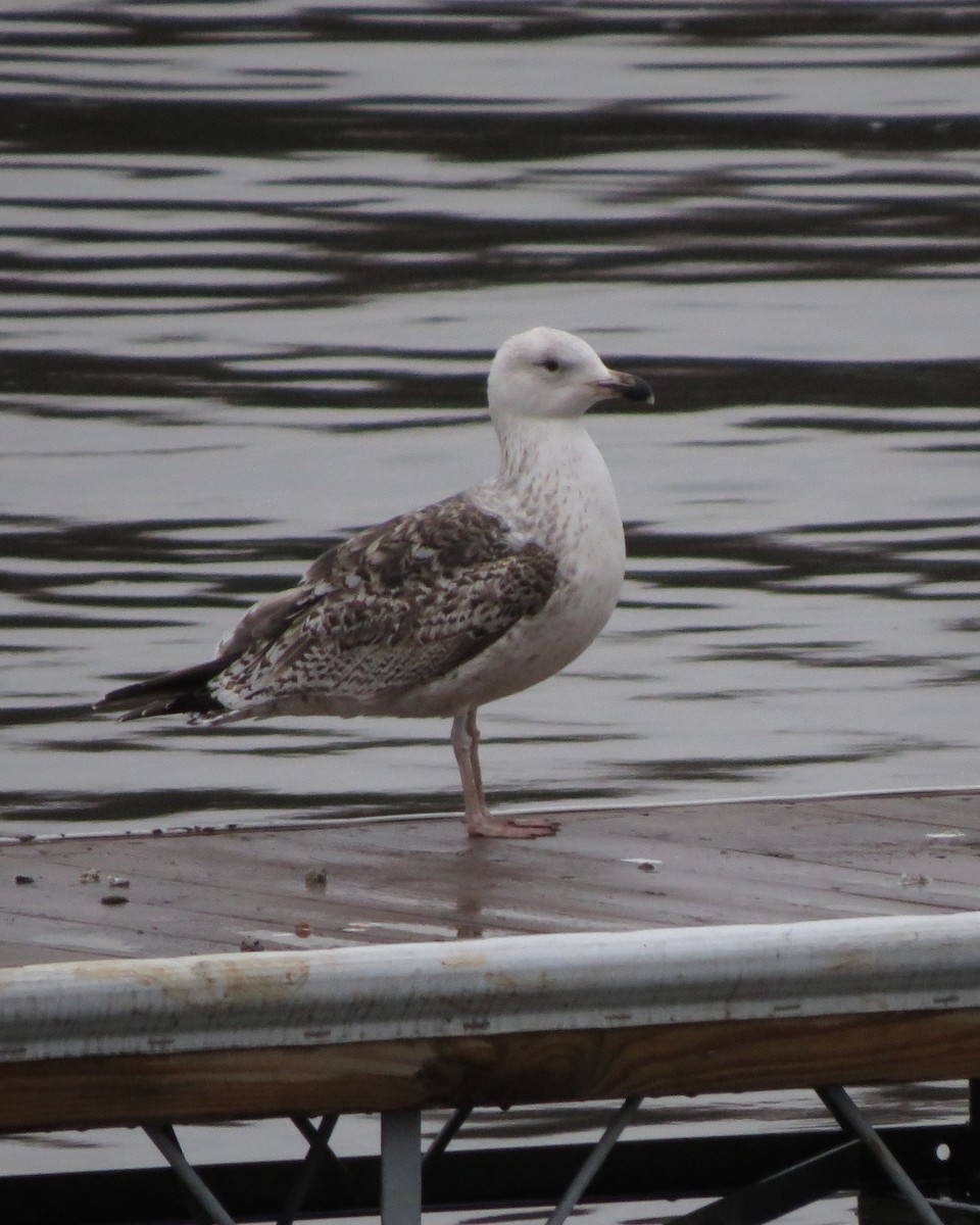 Great Black-backed Gull - Tristan Lowery