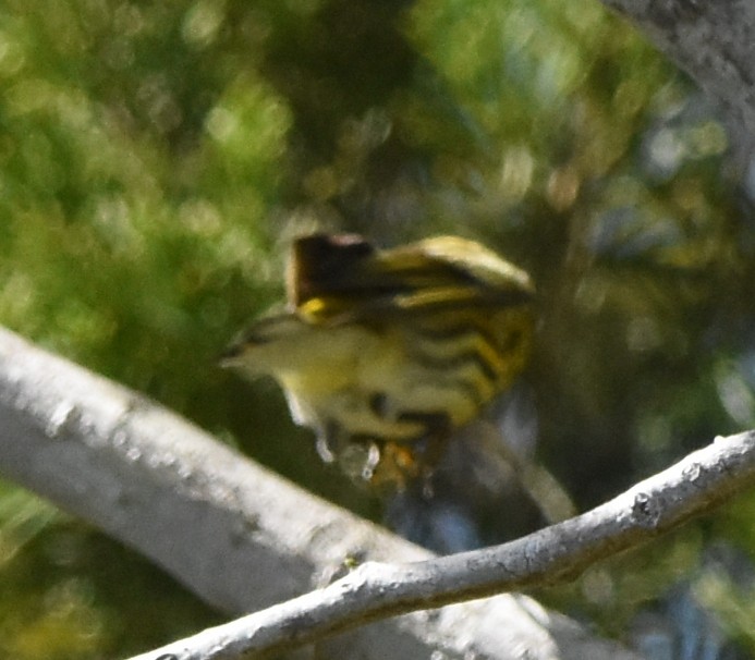 Cape May Warbler - ML94925131