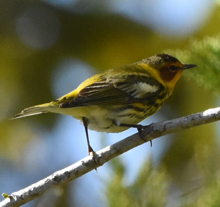 Cape May Warbler - ML94925141