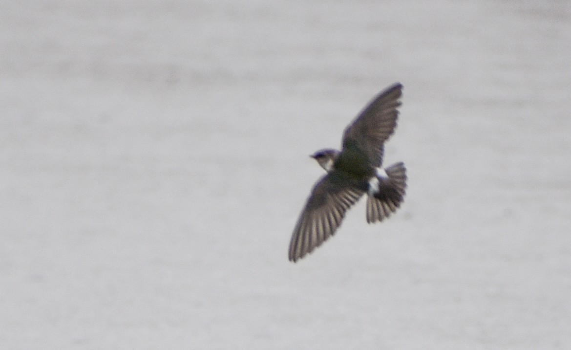 Violet-green Swallow - Georgia Gerrior