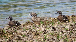 Blue-winged Teal, ML94926611