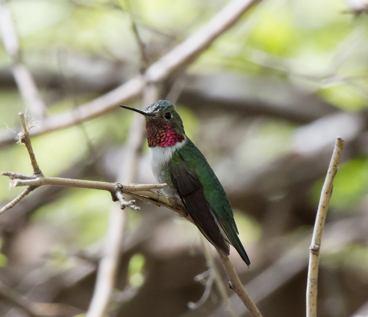 Broad-tailed Hummingbird - Gordon Karre