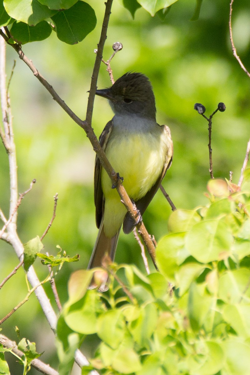 Great Crested Flycatcher - ML94928761