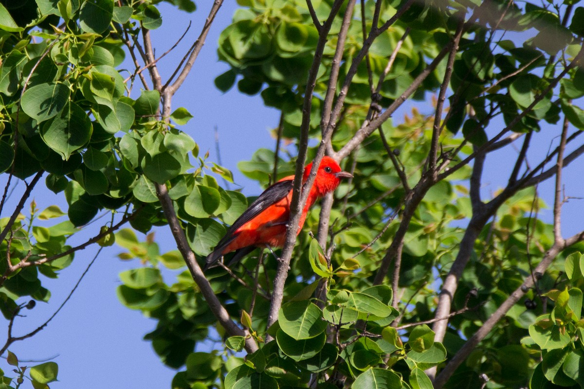 Scarlet Tanager - ML94928941