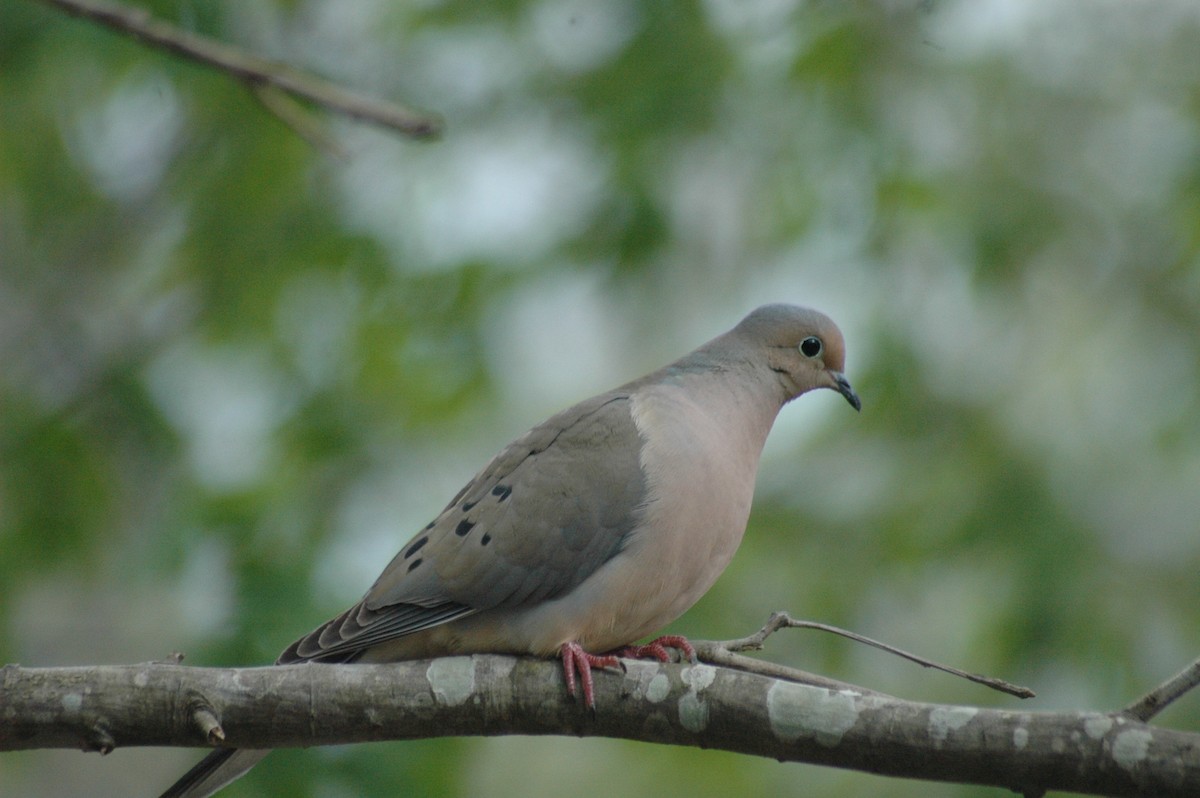 Mourning Dove - Lynn Aamodt