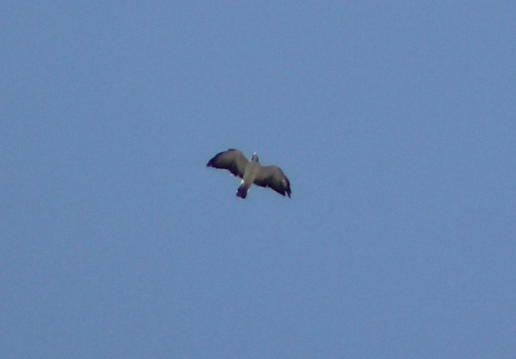 Short-tailed Hawk - ML94930711