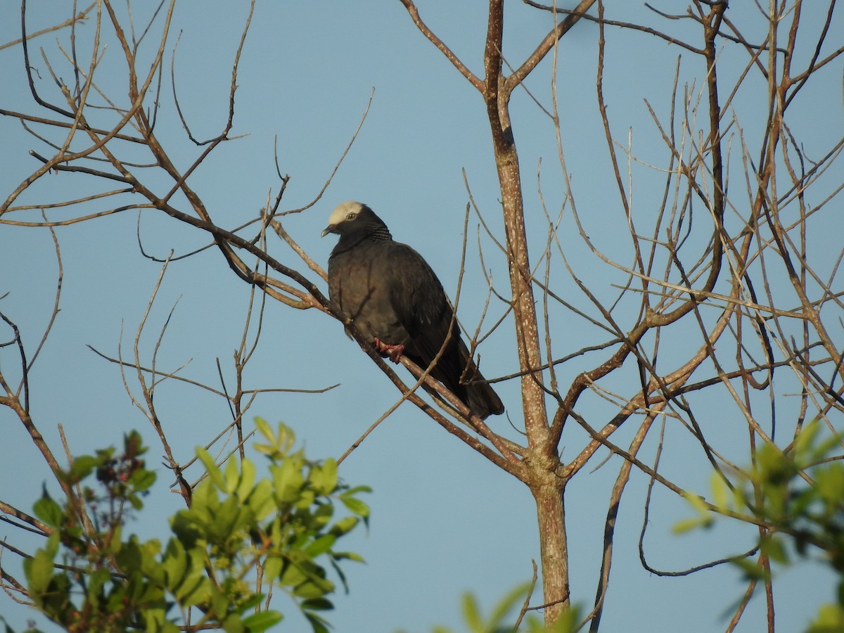 White-crowned Pigeon - Martha Cartwright