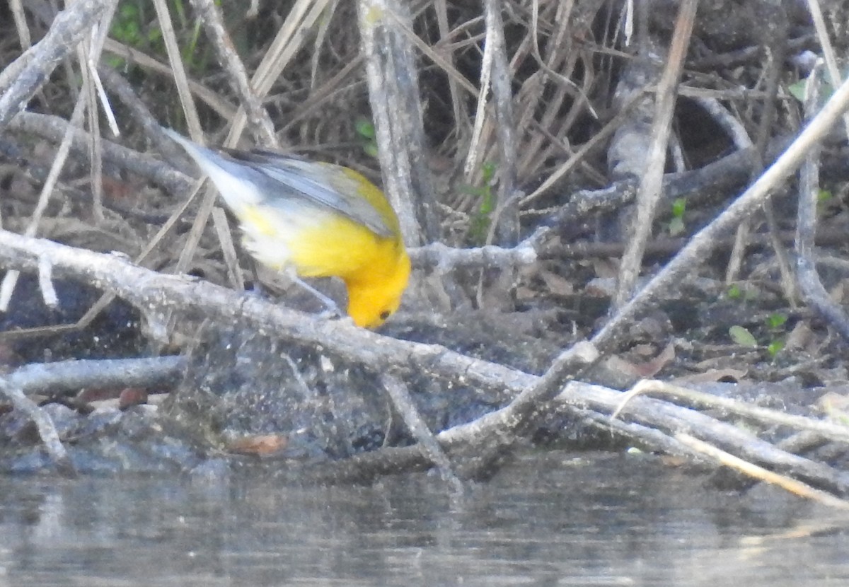 Prothonotary Warbler - Martha Cartwright