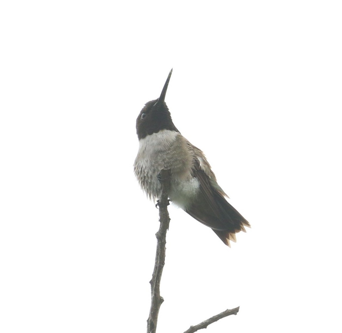 Black-chinned Hummingbird - Peter Roberts