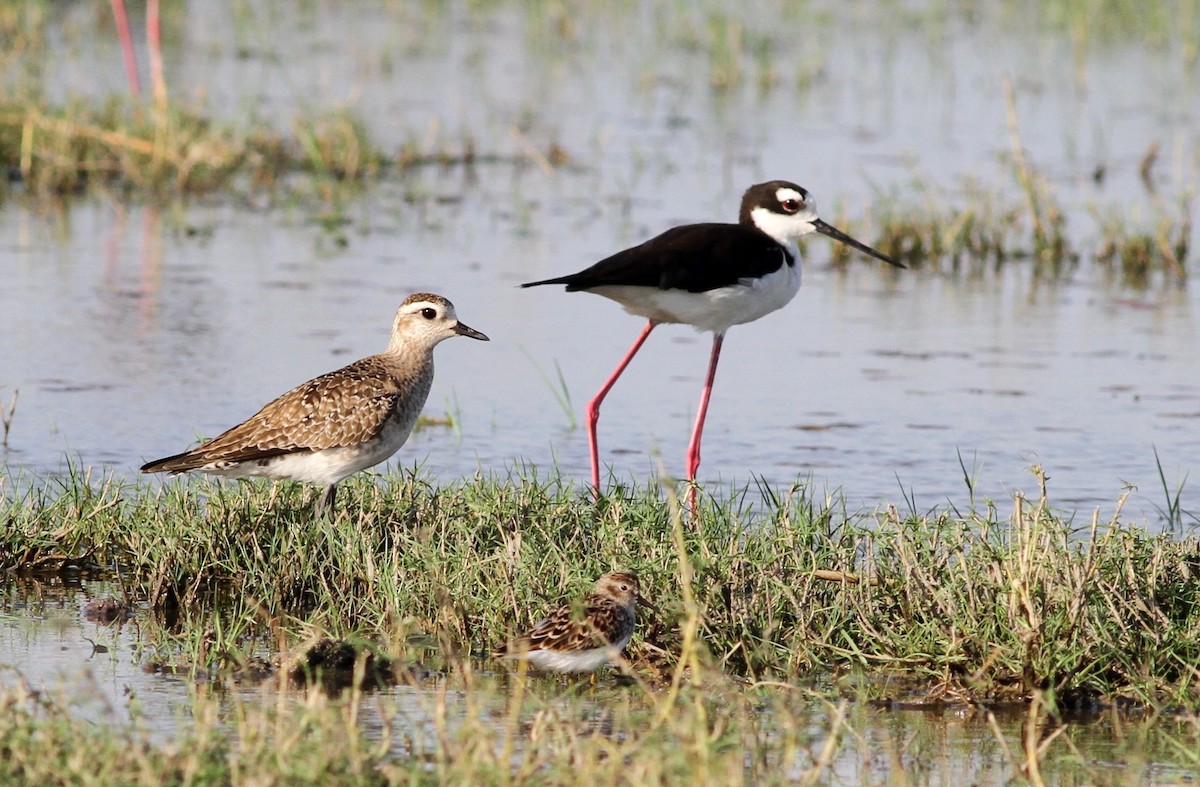 American Golden-Plover - Georges Duriaux