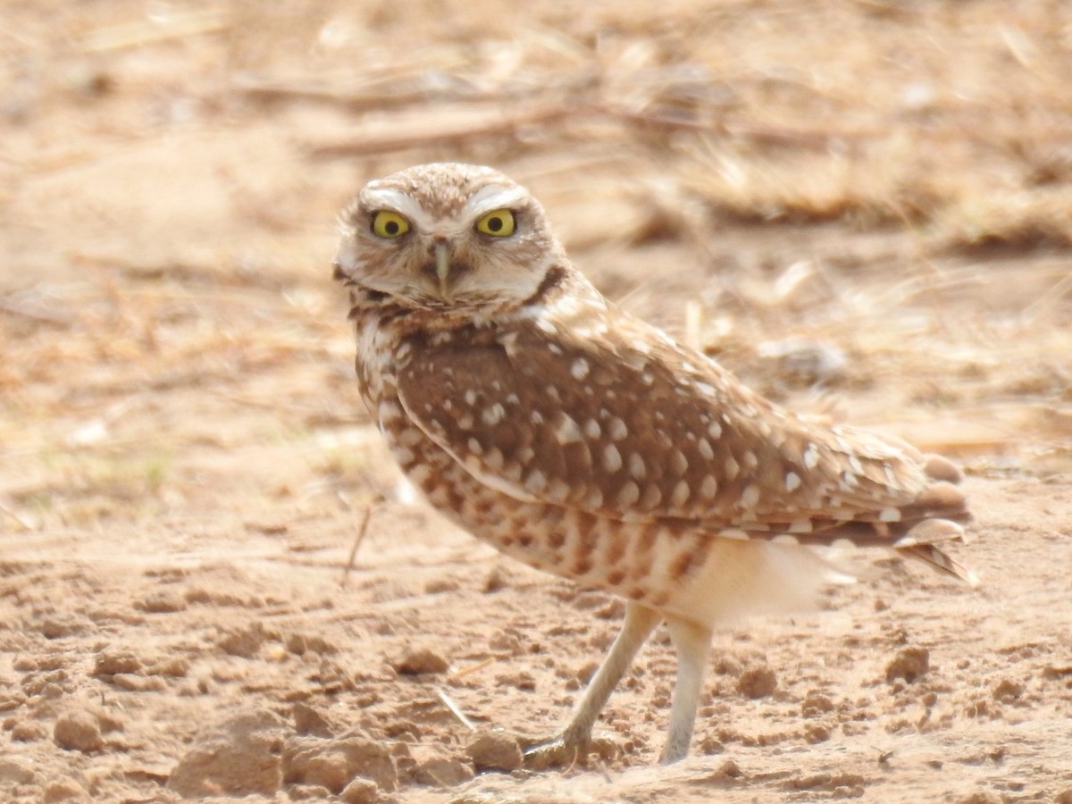 Burrowing Owl - Daron Patterson