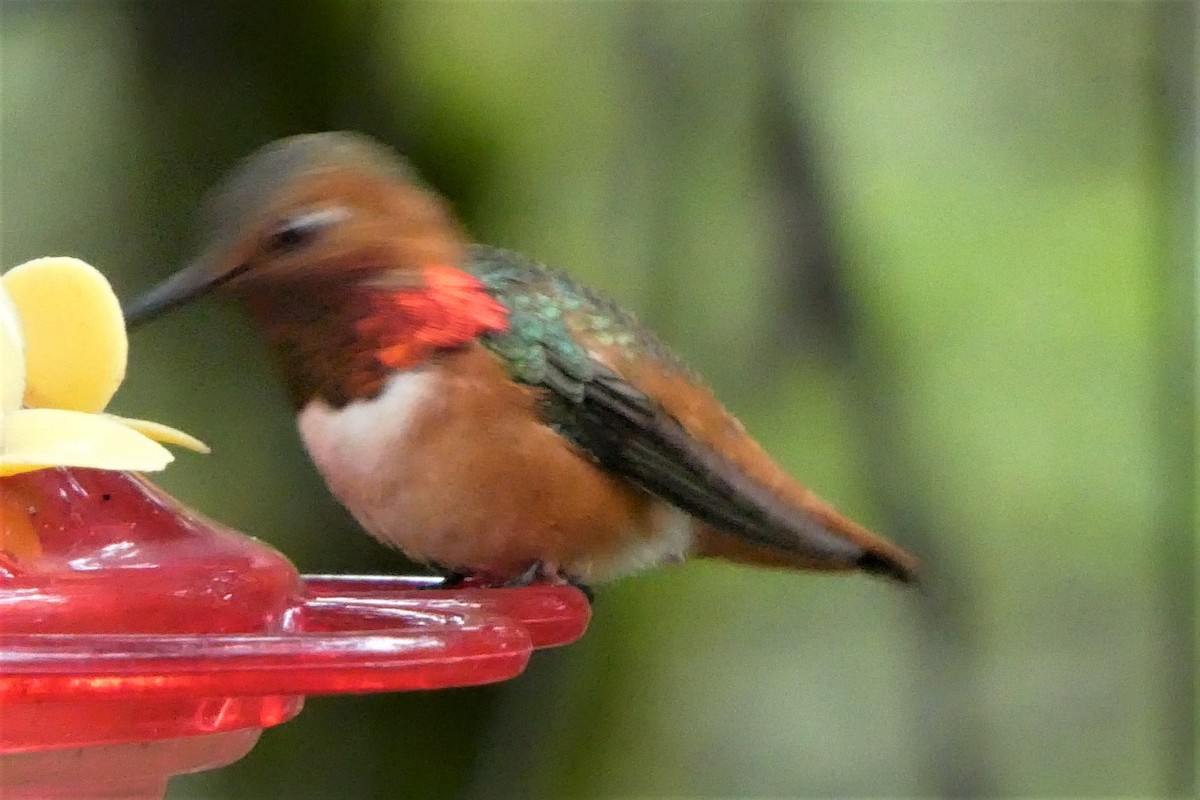 Allen's Hummingbird - ML94944641