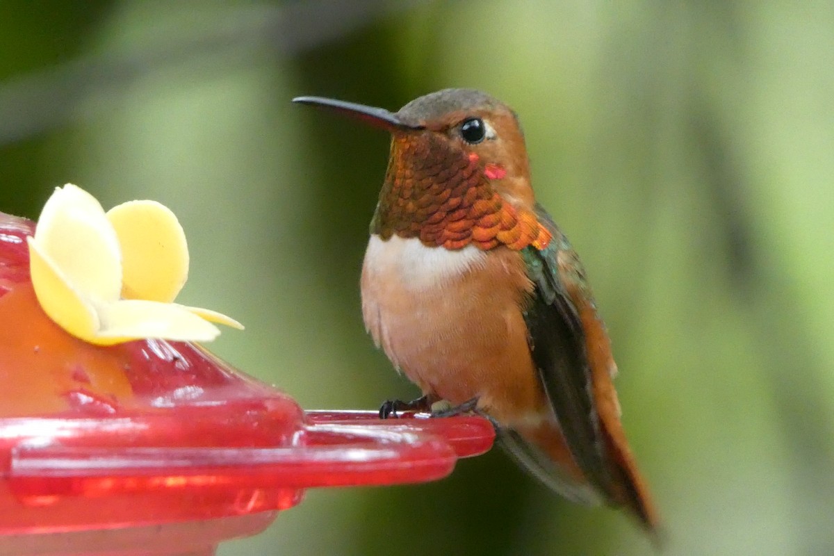 Allen's Hummingbird - Robert Keiffer