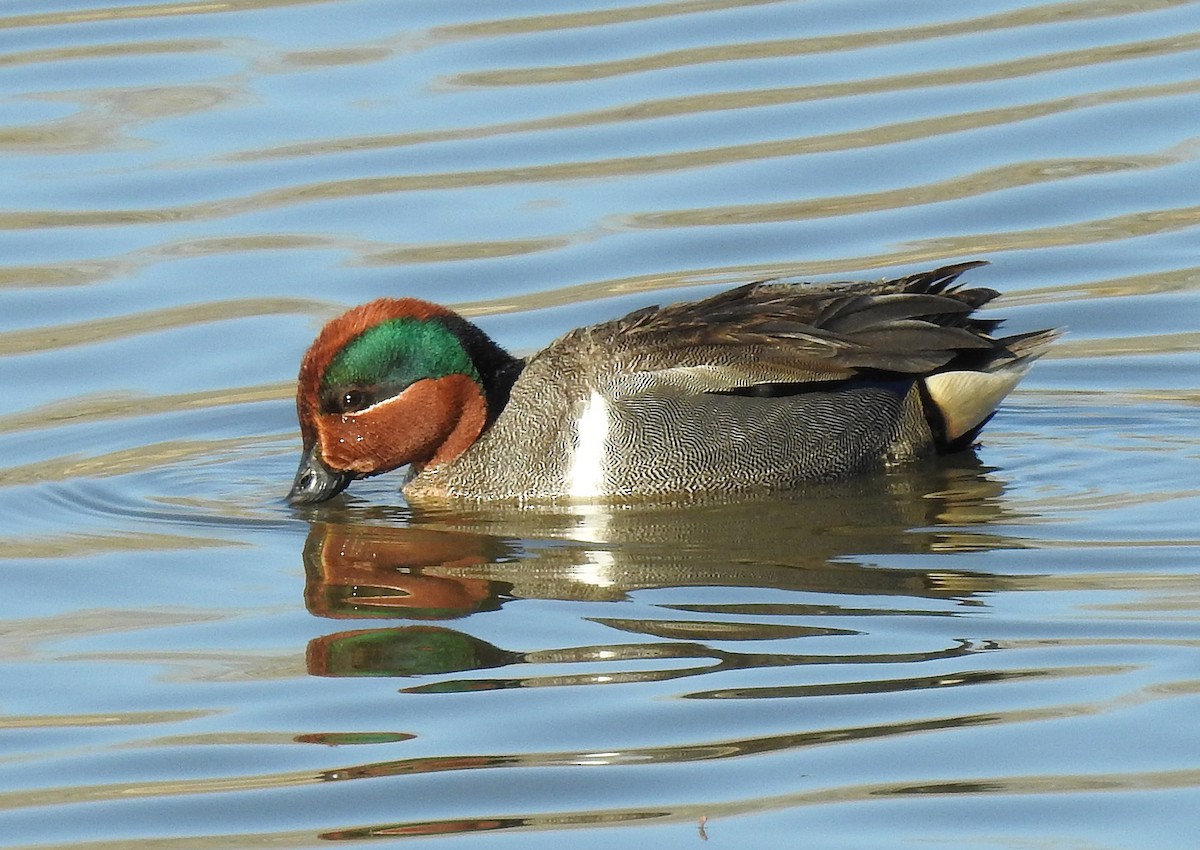 Green-winged Teal - ML94946301