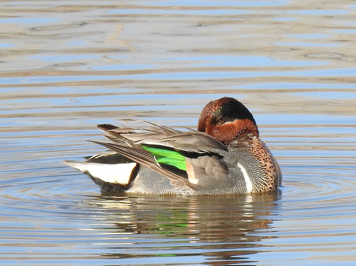 Green-winged Teal - ML94946361
