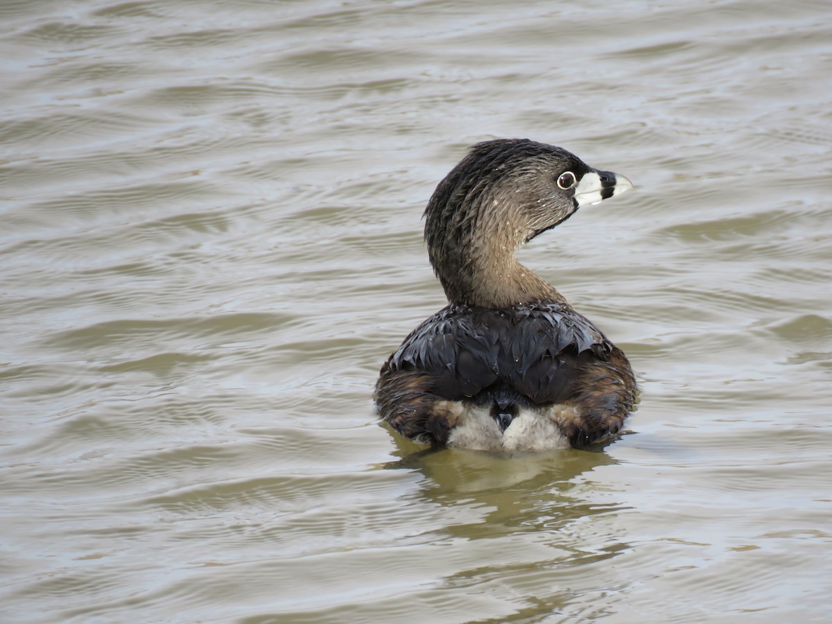 Pied-billed Grebe - Robert Theriault