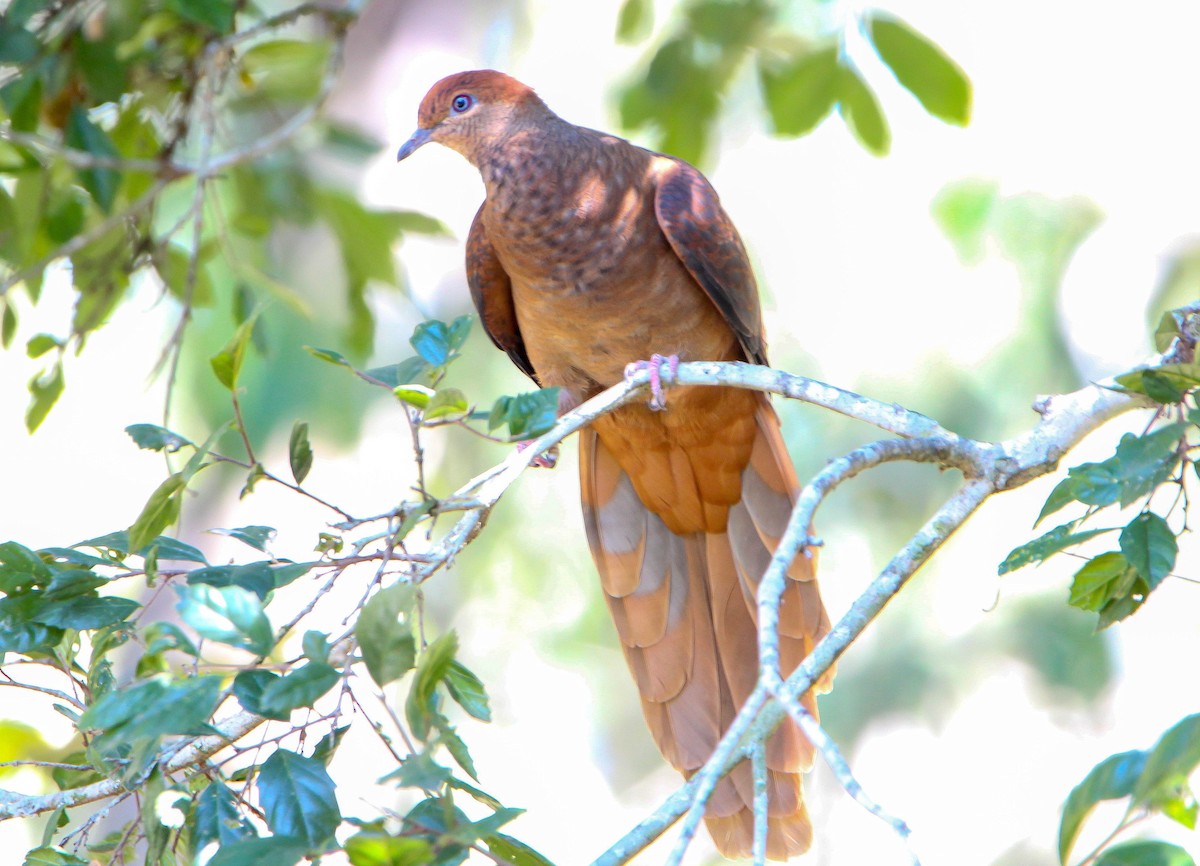 Brown Cuckoo-Dove - Sandra Gallienne
