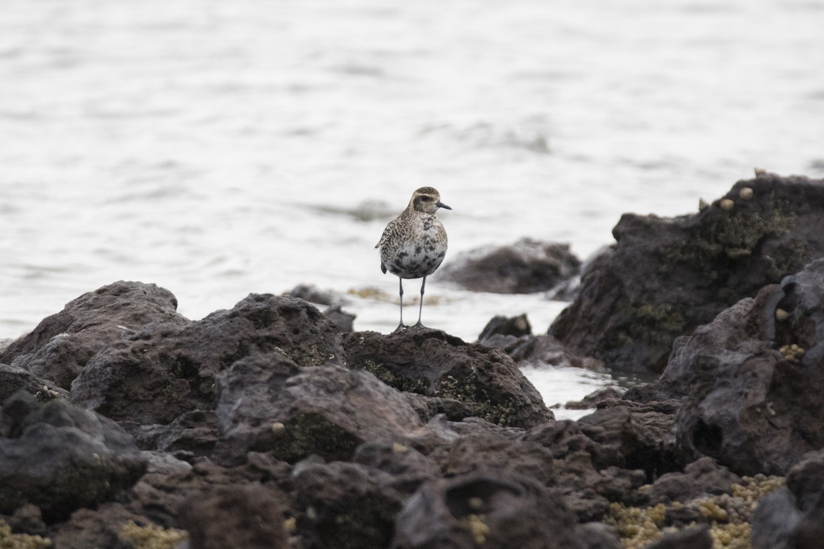 Pacific Golden-Plover - John Cantwell