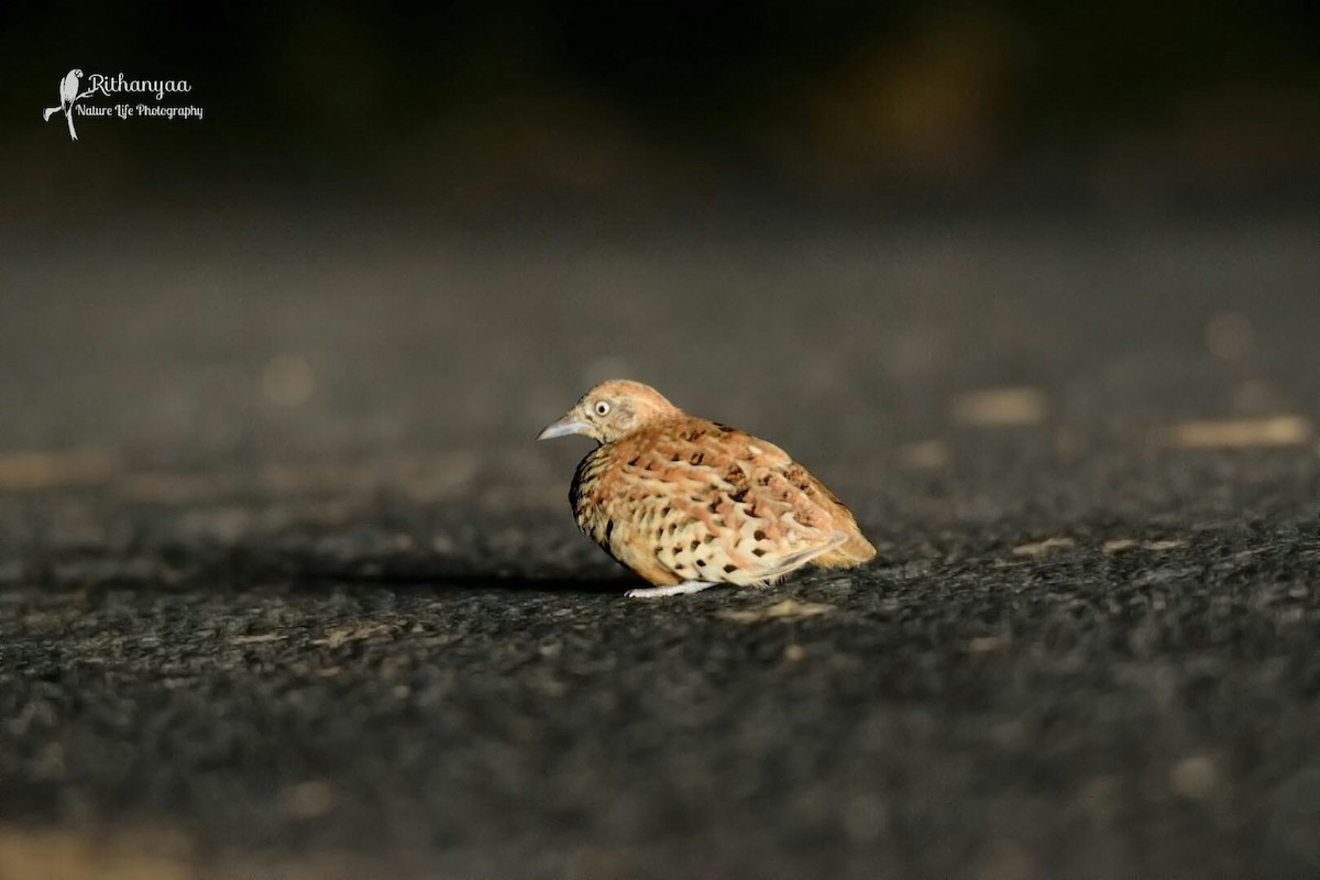 Barred Buttonquail - Magesh Ram
