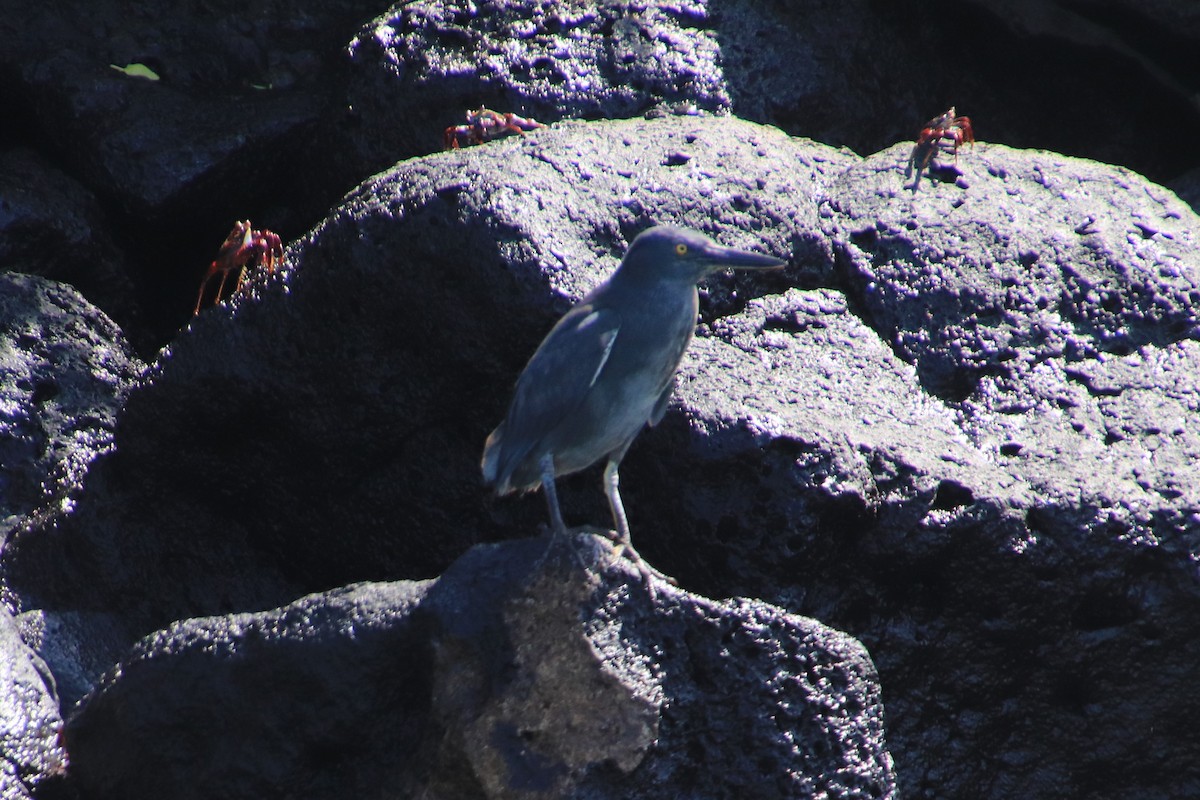 Striated Heron (Galapagos) - ML94951961