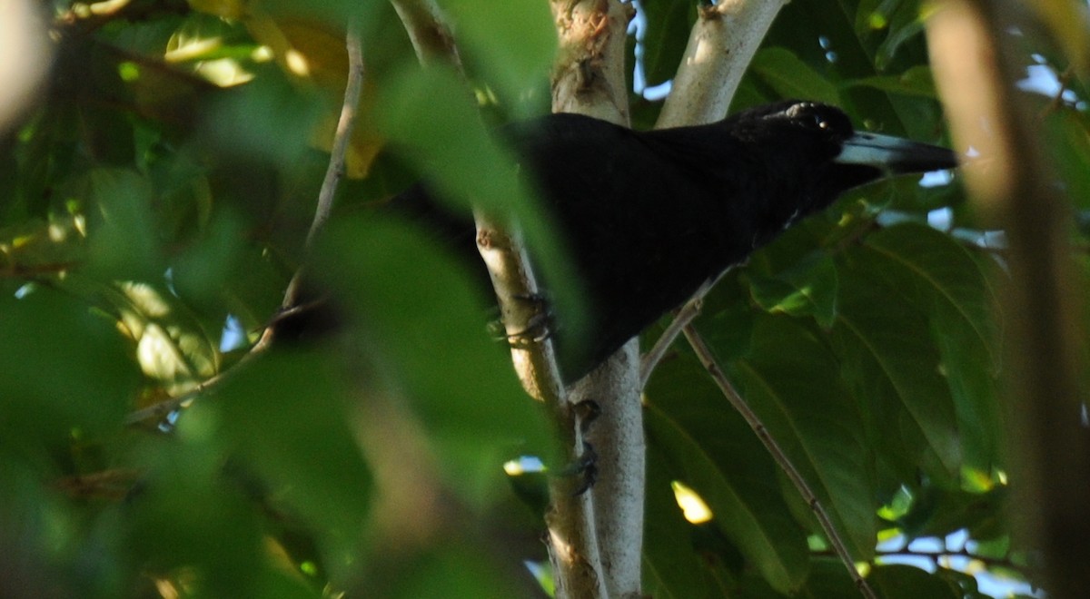Black Butcherbird - Diana Flora Padron Novoa