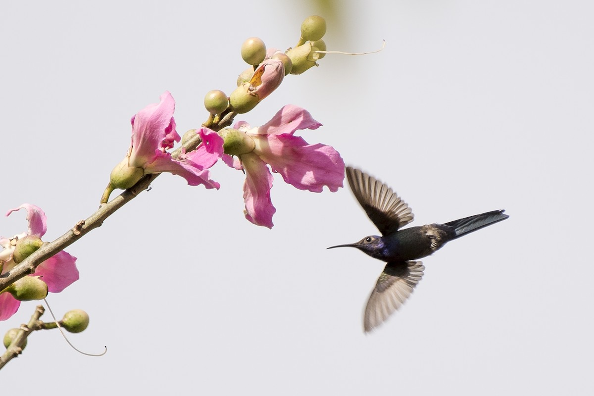 Swallow-tailed Hummingbird - ML94955221