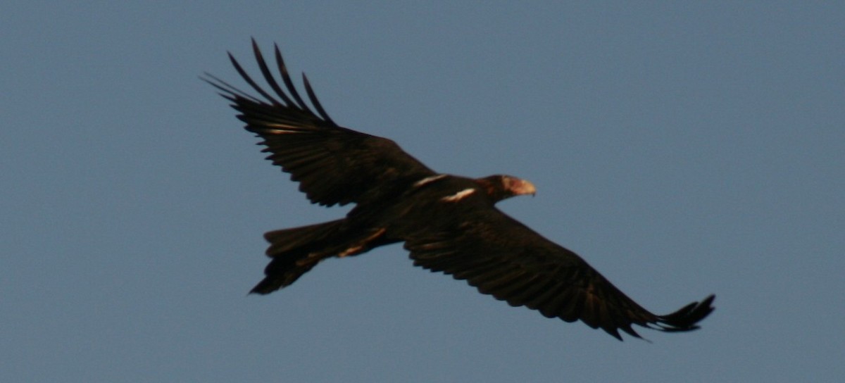 Wedge-tailed Eagle - Magen Pettit
