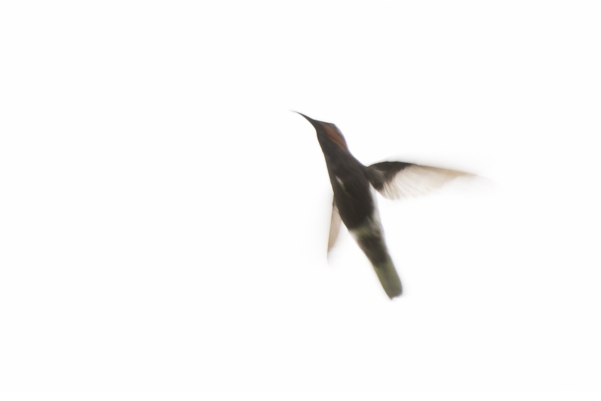 kolibřík černobílý - ML94955601