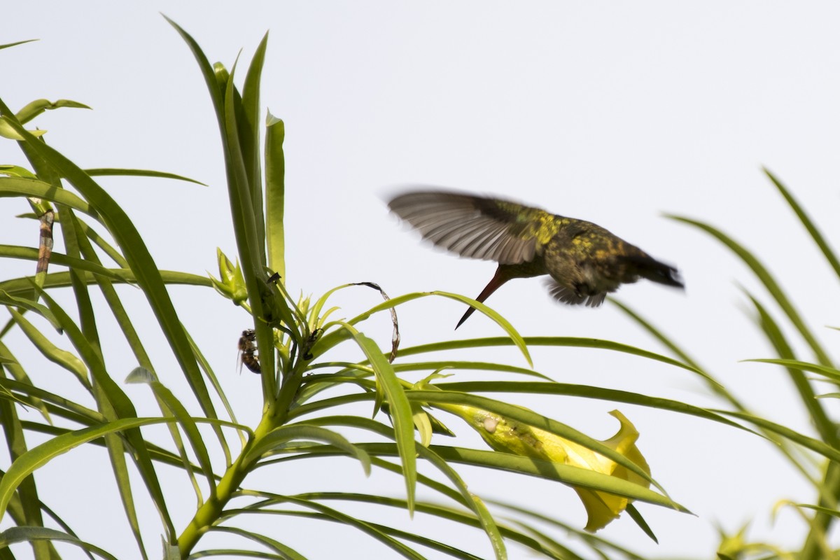 Gilded Hummingbird - Luiz Carlos Ramassotti