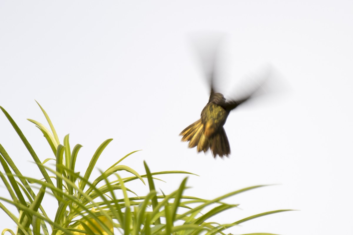 Gilded Hummingbird - Luiz Carlos Ramassotti