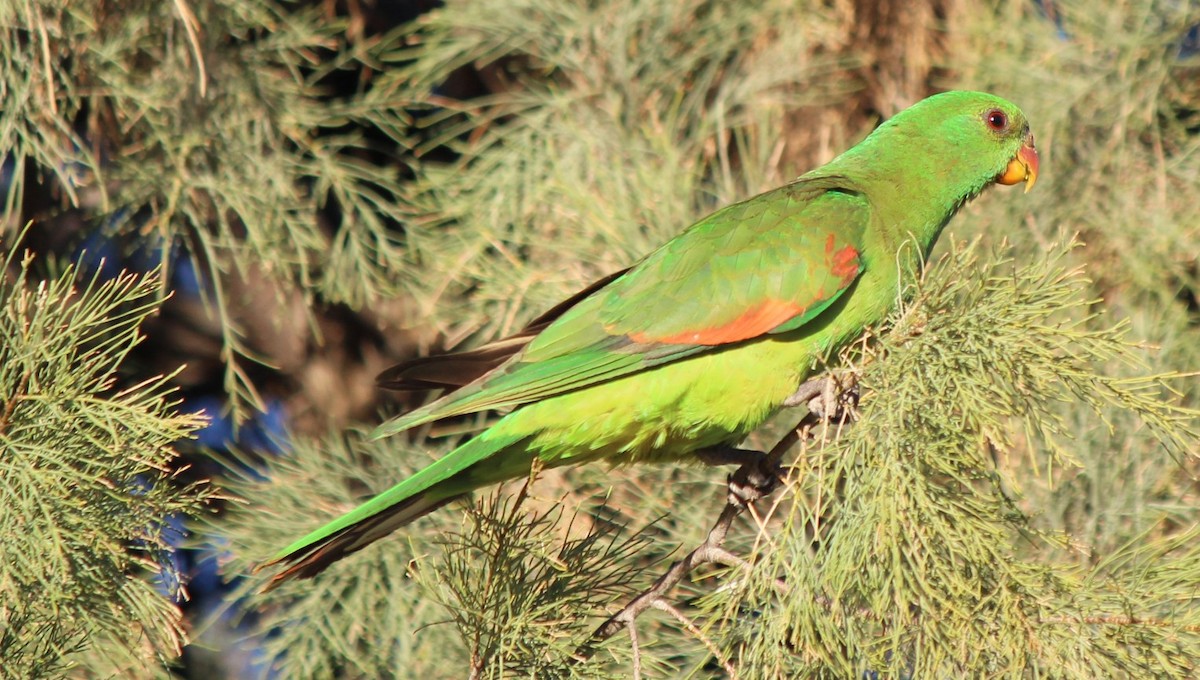 Red-winged Parrot - ML94956291