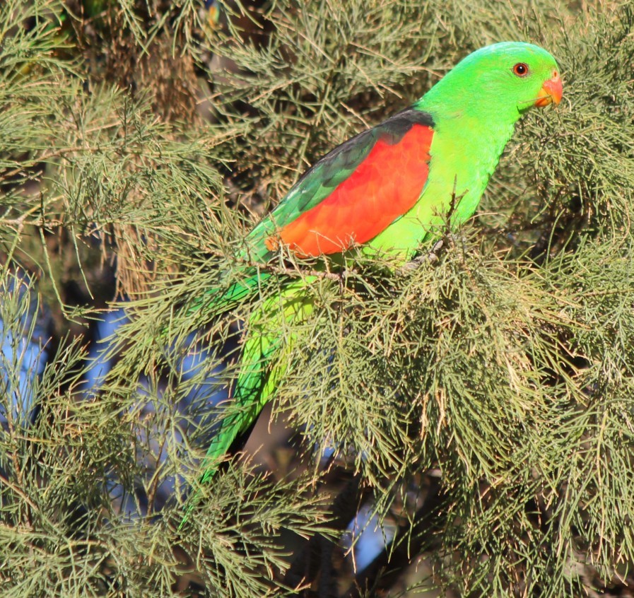 Red-winged Parrot - ML94956311