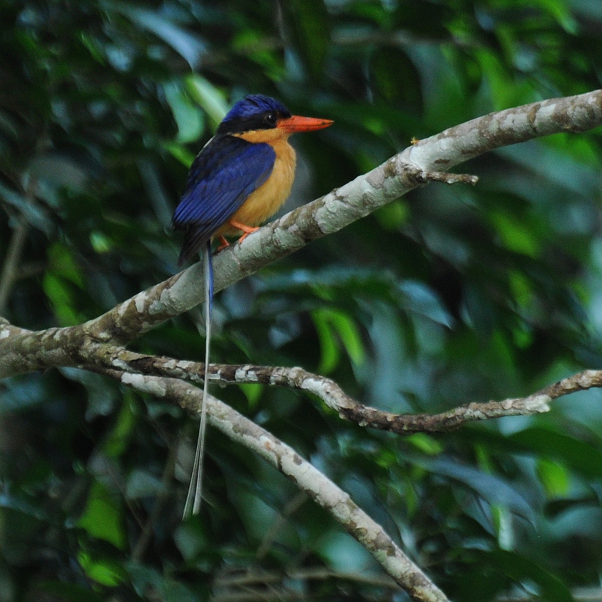 Buff-breasted Paradise-Kingfisher - Diana Flora Padron Novoa