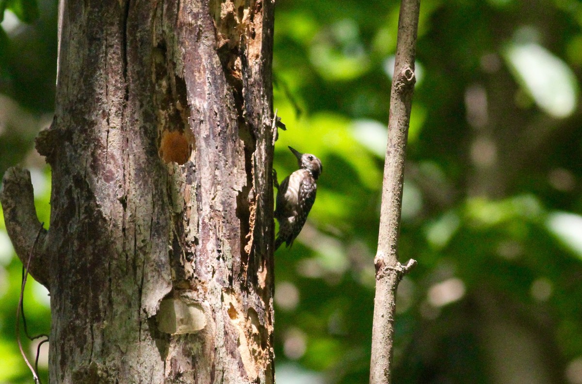 Philippine Pygmy Woodpecker - Anthony Collerton