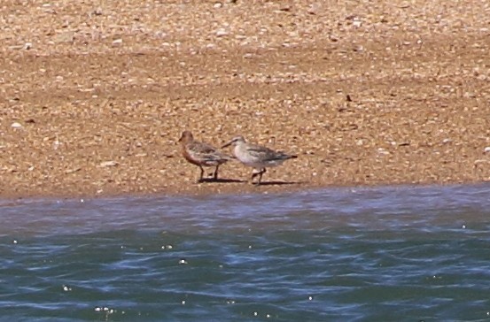 Red Knot - ML94960761