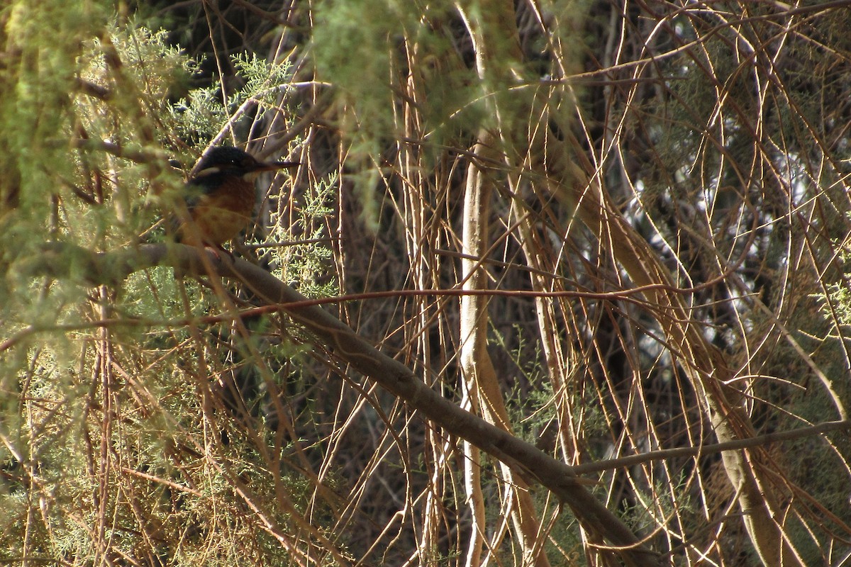 Common Kingfisher - ML94961141