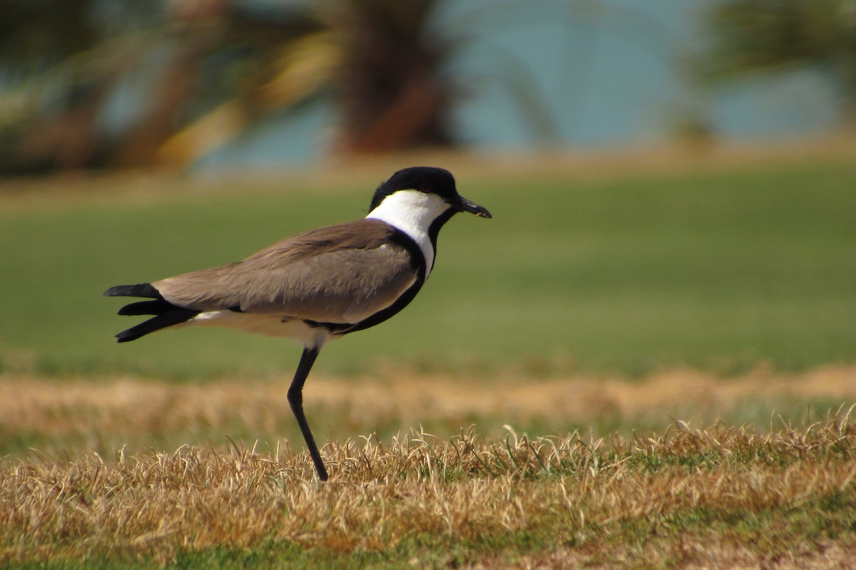 Spur-winged Lapwing - Paulo Alves