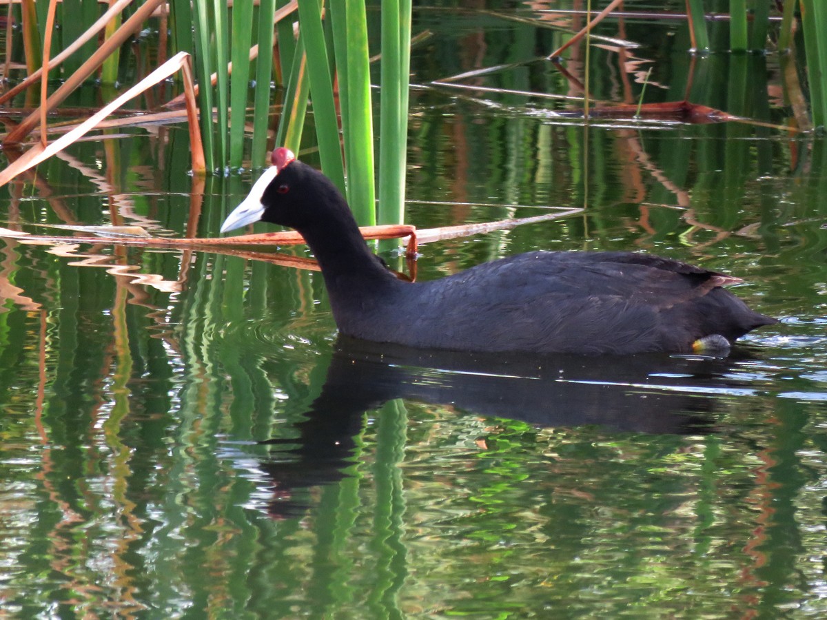 Red-knobbed Coot - ML94966321