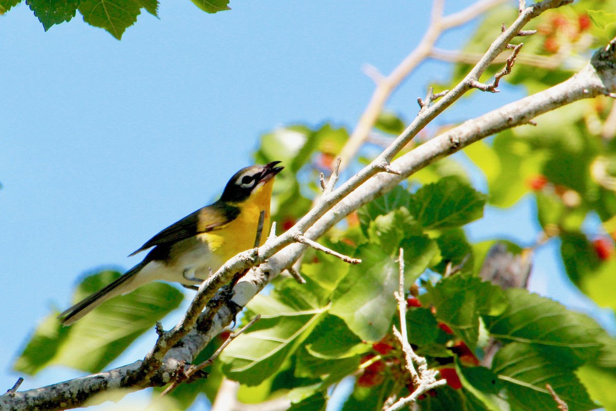 Yellow-breasted Chat - ML94966671