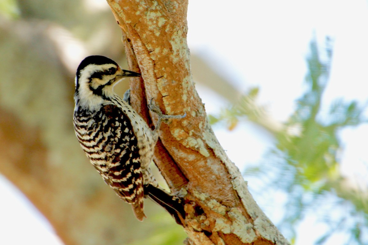 Ladder-backed Woodpecker - Robbin Mallett