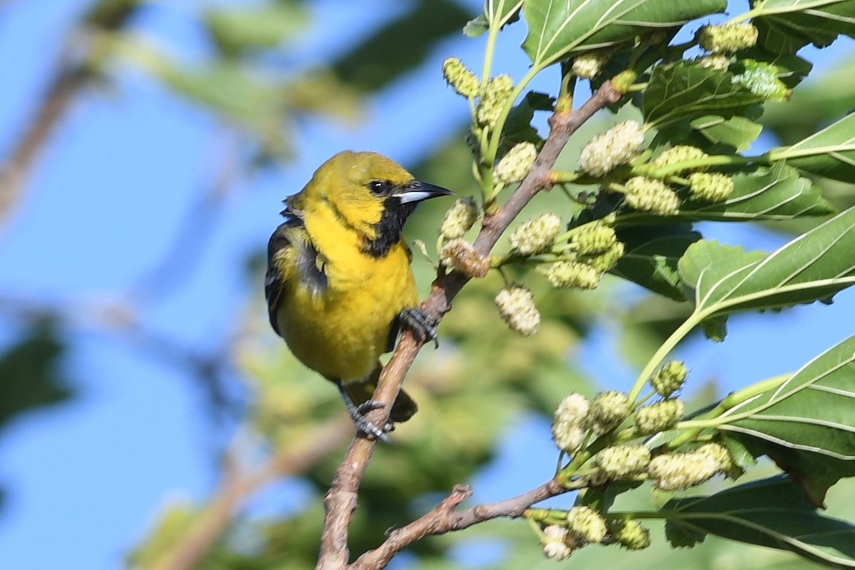 Orchard Oriole - ML94968291